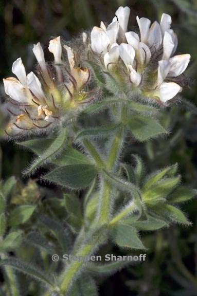 dorycnium hirsutum 2 graphic